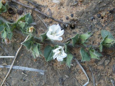 Seddera capensis, photographed by Antoinette Eyssell Knox