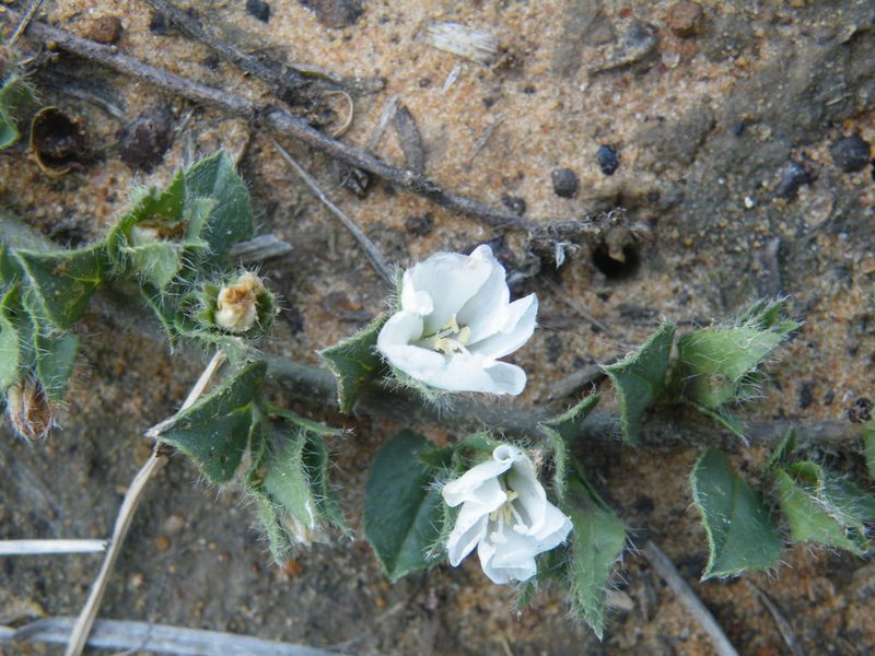 Seddera capensis, photographed by Antoinette Eyssell Knox
