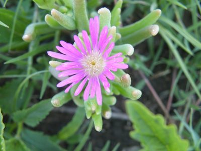 Delosperma floribundum, photographed by Antoinette Eyssell Knox