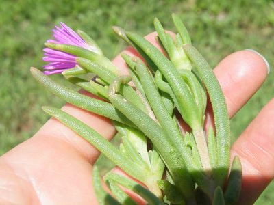 Delosperma floribundum, photographed by Antoinette Eyssell Knox