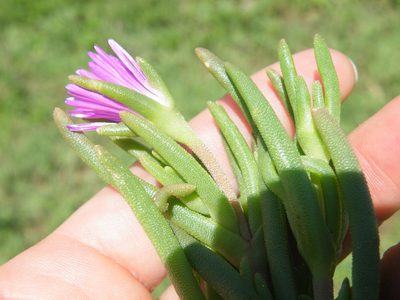 Delosperma floribundum, photographed by Antoinette Eyssell Knox