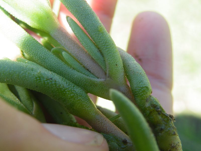 Delosperma floribundum, photographed by Antoinette Eyssell Knox
