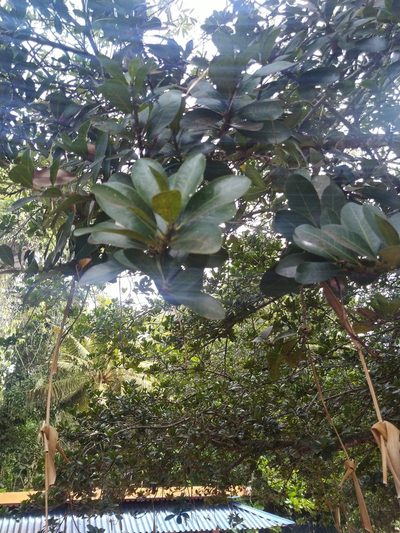 Madhuca diplostemon, photographed by Navaneeth Sini George
