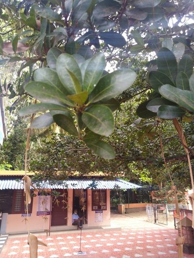 Madhuca diplostemon, photographed by Navaneeth Sini George