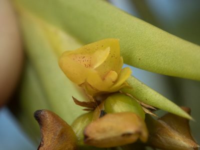 Oxystophyllum carnosum, photographed by Gerard Chartier