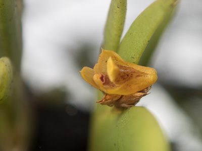Oxystophyllum carnosum, photographed by Gerard Chartier