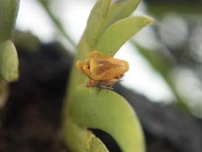 Oxystophyllum carnosum, photographed by Gerard Chartier