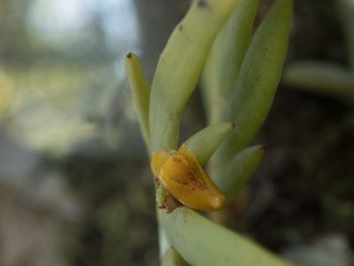 Oxystophyllum carnosum, photographed by Gerard Chartier
