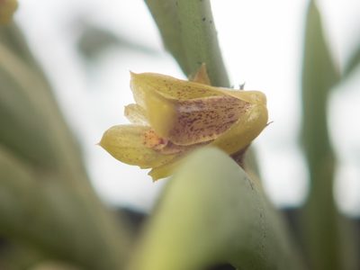 Oxystophyllum carnosum, photographed by Gerard Chartier