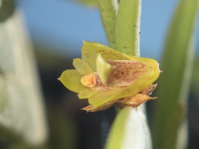Oxystophyllum carnosum, photographed by Gerard Chartier