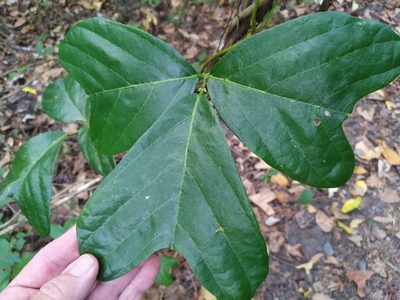 Vandasina retusa, photographed by Steve Fitzgerald