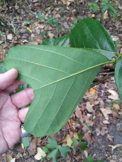 Vandasina retusa, photographed by Steve Fitzgerald