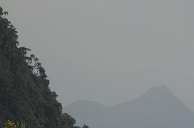 Bentinckia condapanna, photographed by P Jeganathan