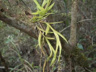 Oberonia anthropophora, photographed by Gerard Chartier