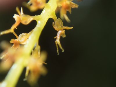 Oberonia anthropophora, photographed by Gerard Chartier