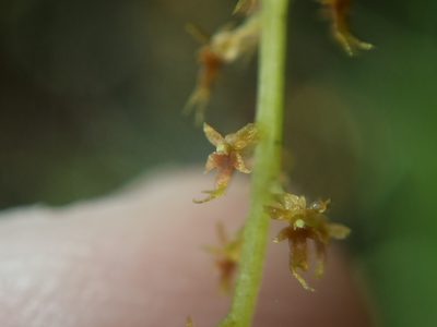 Oberonia anthropophora, photographed by Gerard Chartier