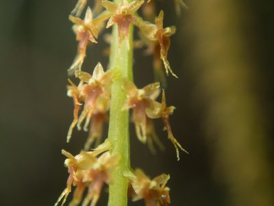 Oberonia anthropophora, photographed by Gerard Chartier