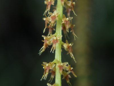Oberonia anthropophora, photographed by Gerard Chartier