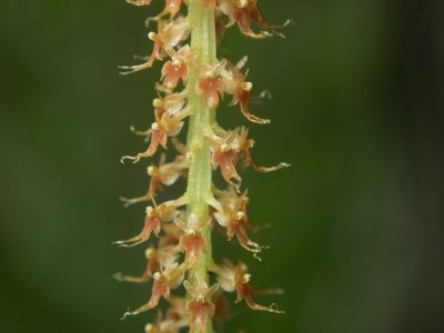 Oberonia anthropophora, photographed by Gerard Chartier