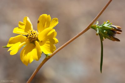 Calycadenia truncata, photographed by Ken-ichi Ueda