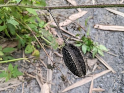 Abelmoschus moschatus, photographed by Chen Jia Hong