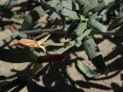 Eulobus crassifolius, photographed by Jim Morefield