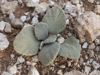 Aloinopsis rosulata, photographed by James Deacon