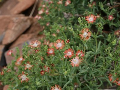 Delosperma multiflorum, photographed by James Deacon