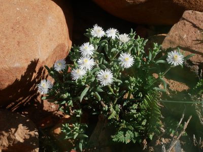Trichodiadema setuliferum, photographed by James Deacon