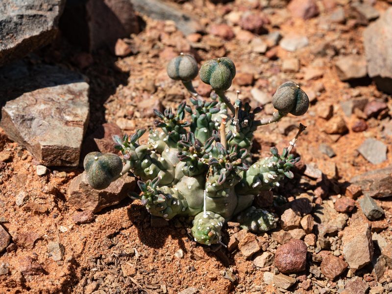 Euphorbia decepta, photographed by James Deacon