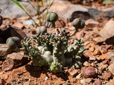 Euphorbia decepta, photographed by James Deacon