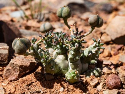 Euphorbia decepta, photographed by James Deacon