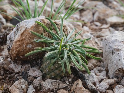Euphorbia braunsii, photographed by James Deacon