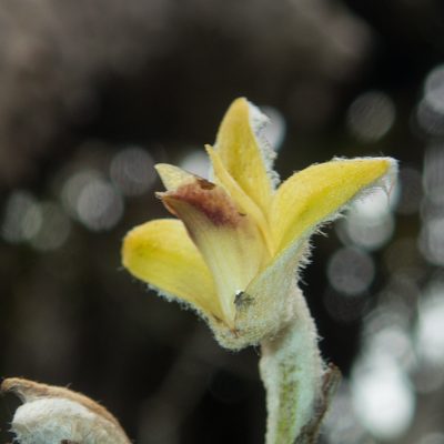 Dendrolirium lasiopetalum, photographed by Gerard Chartier