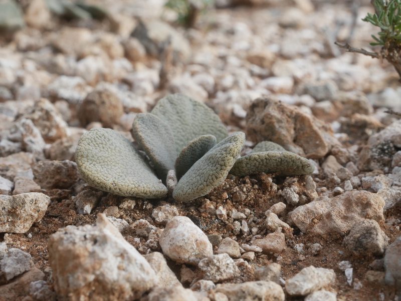 Aloinopsis rosulata, photographed by James Deacon