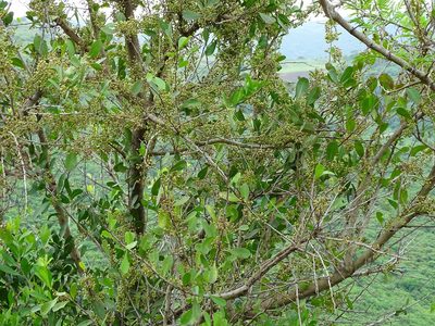 Gymnosporia senegalensis, photographed by Shaun Swanepoel