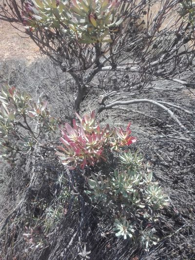Leucadendron sheilae, photographed by Danwill Beukes