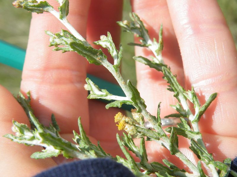 Helichrysum dregeanum, photographed by Antoinette Eyssell Knox