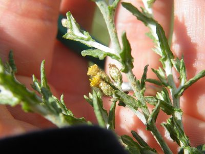 Helichrysum dregeanum, photographed by Antoinette Eyssell Knox