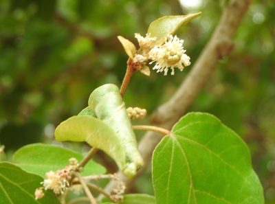 Croton pseudoniveus, photographed by Francisco Farriols Sarabia