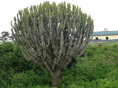 Euphorbia ingens, photographed by Shaun Swanepoel
