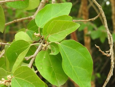 Croton pseudoniveus, photographed by Francisco Farriols Sarabia
