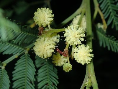 Acacia parramattensis, photographed by Thomas Mesaglio