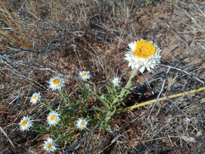 Polycalymma stuartii, photographed by Nina Kerr