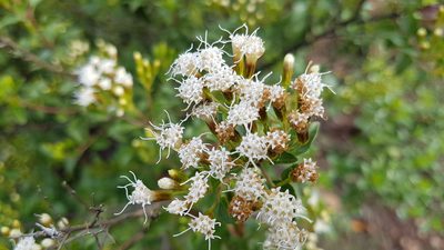 Ageratina espinosarum, photographed by Martín Sánchez Vilchis