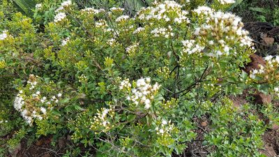 Ageratina espinosarum, photographed by Martín Sánchez Vilchis