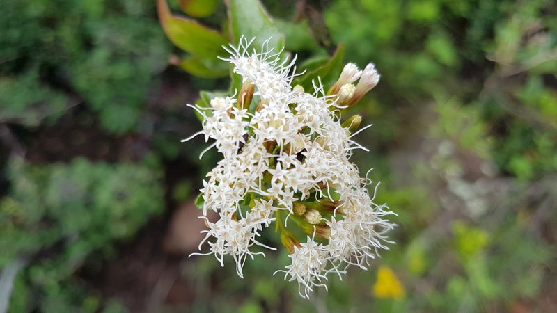 Ageratina espinosarum, photographed by Martín Sánchez Vilchis