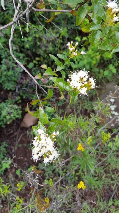 Ageratina espinosarum, photographed by Martín Sánchez Vilchis