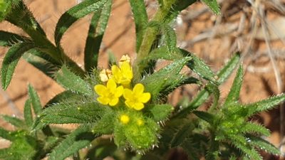 Neatostema apulum, photographed by Andrew Thornhill