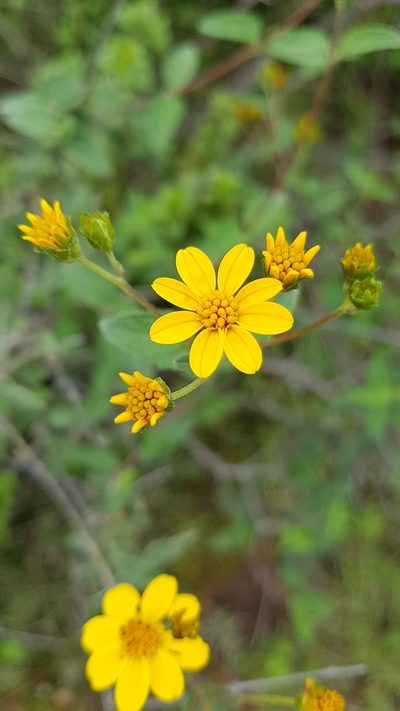Perymenium mendezii, photographed by Martín Sánchez Vilchis